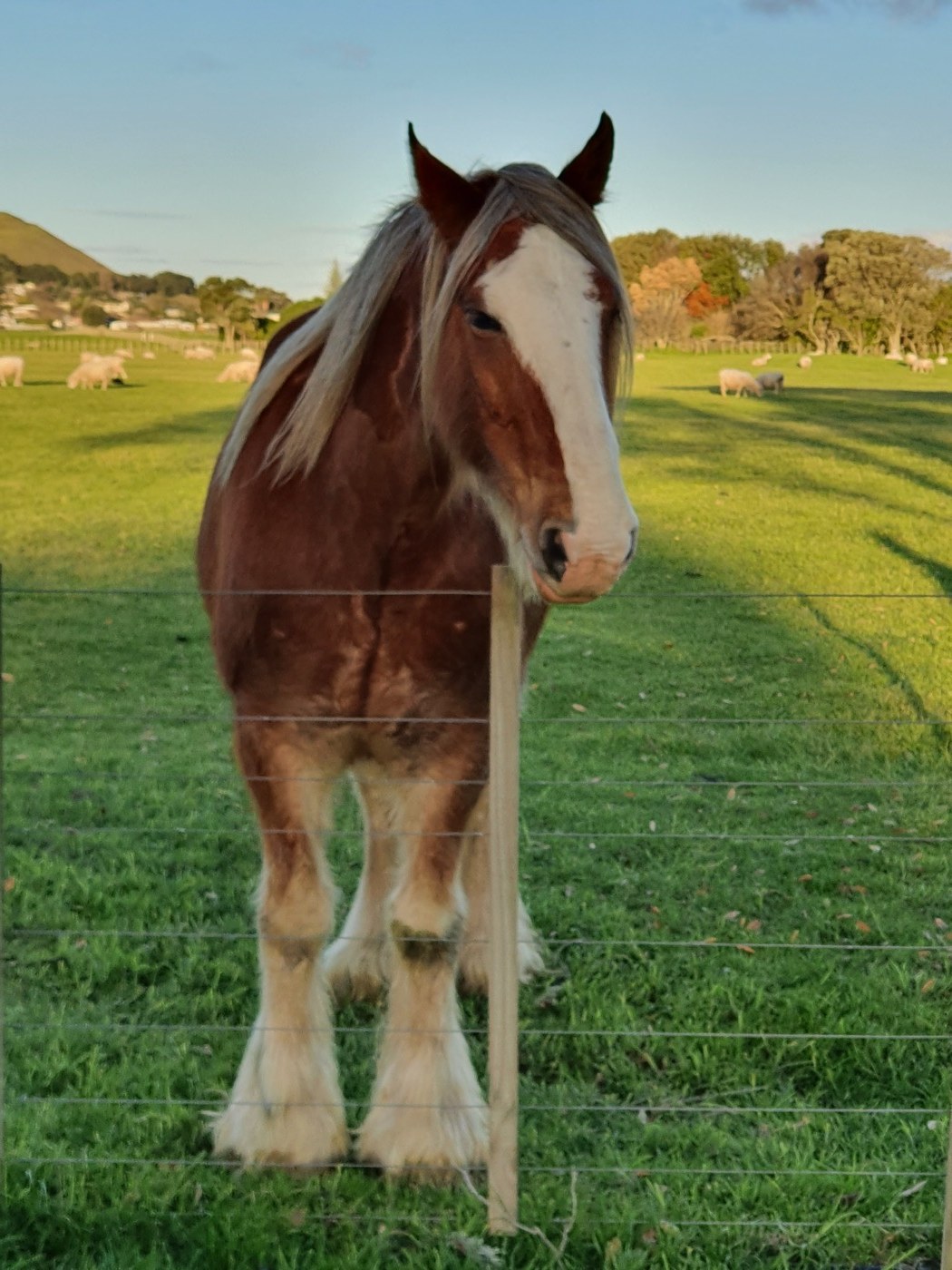 A horse in a paddock at Ambury Regional Park.